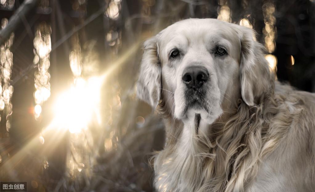 金毛犬钙片摄入指南，何时开始，为何重要