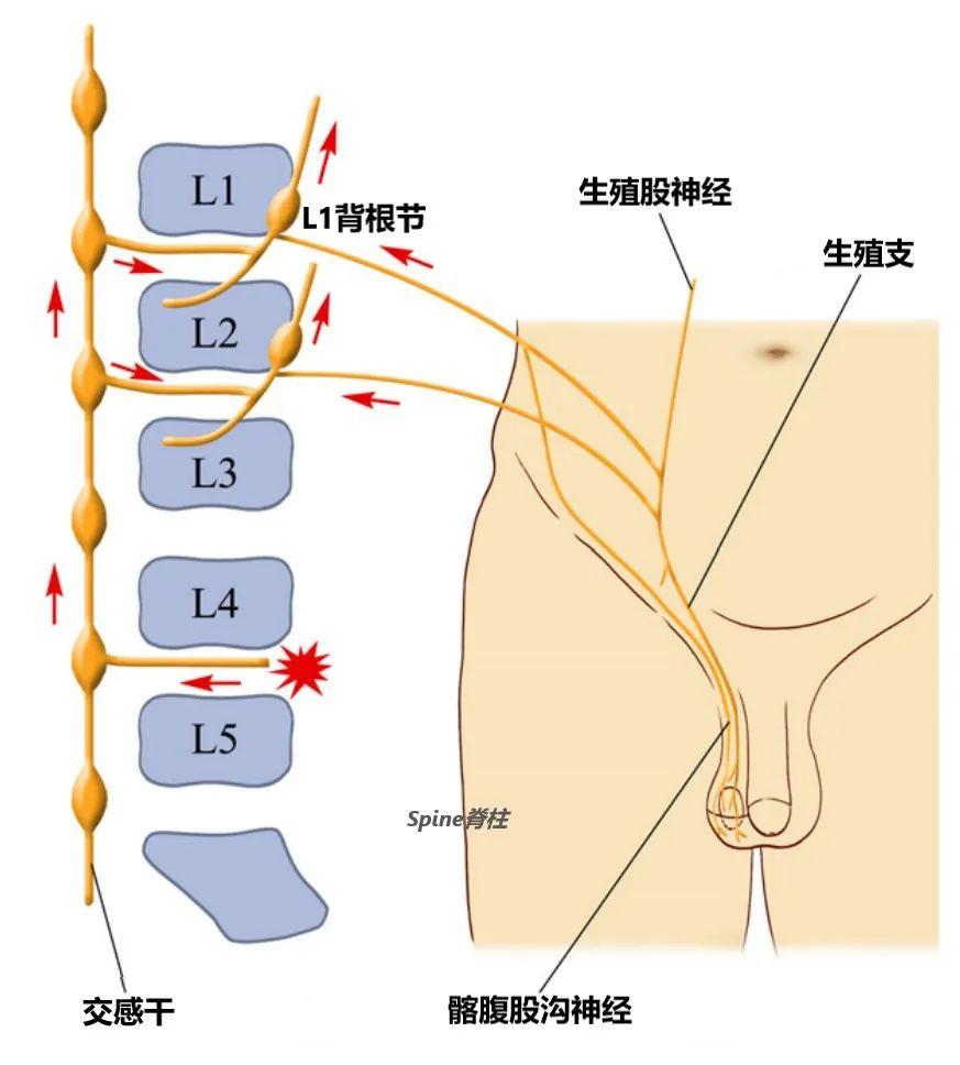 睾丸疼痛两个月，原因、影响与应对措施