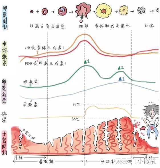 两三个月来一次月经是怎么回事，探索月经周期的奥秘与异常现象