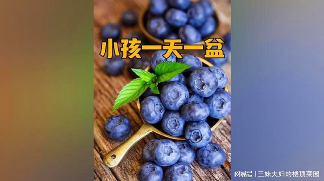 关于婴儿在八个月大时能否吃蓝莓的探讨