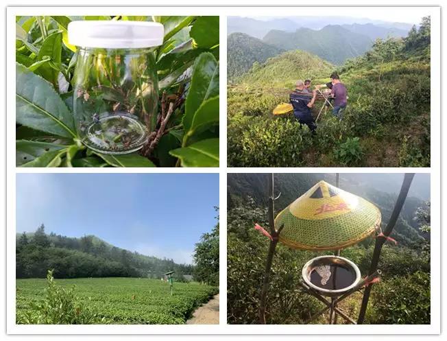 广东省生态茶园规范要求