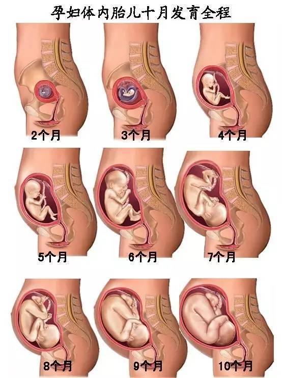 胎儿的成长过程，几个月胎位头朝下