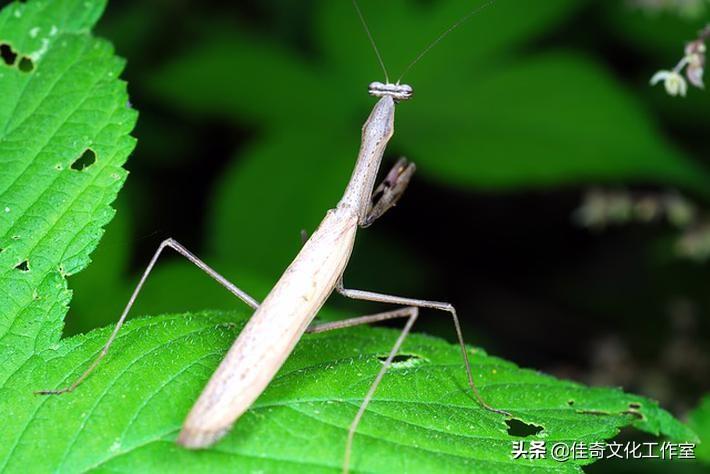 狼青犬的耳朵立起时间与成长过程