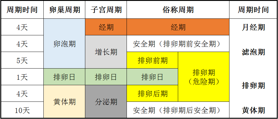 女人每个月排几次卵，深度解析女性生理周期中的排卵规律